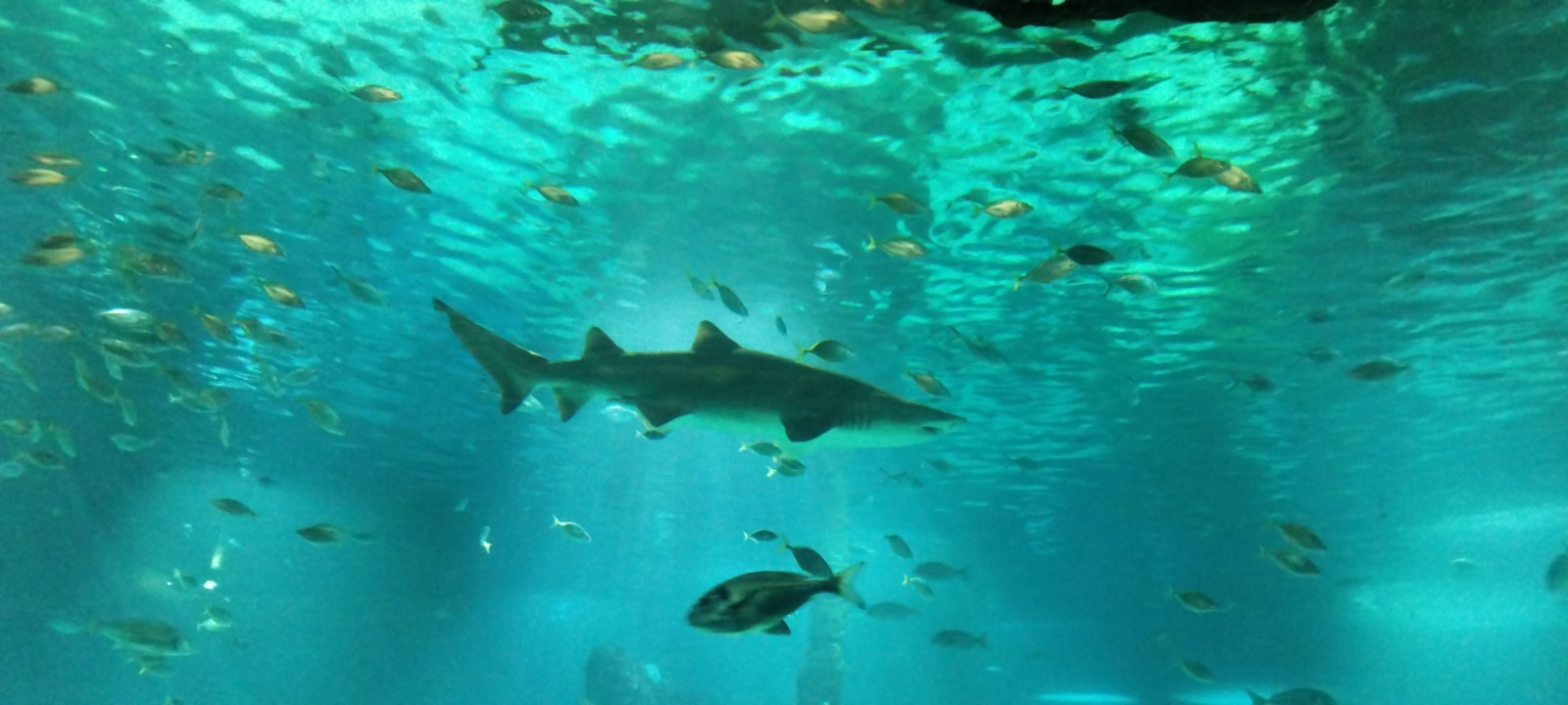 Sortida a l'Aquàrium de Barcelona