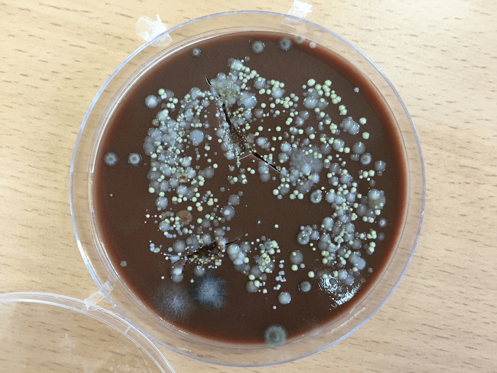Placa de Petri amb mans brutes