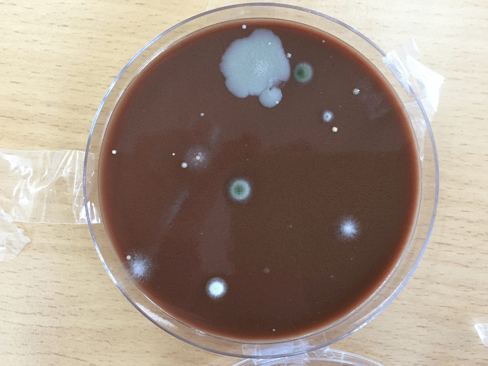 Placa de Petri amb mans rentades amb gel hidroalcohòlic.