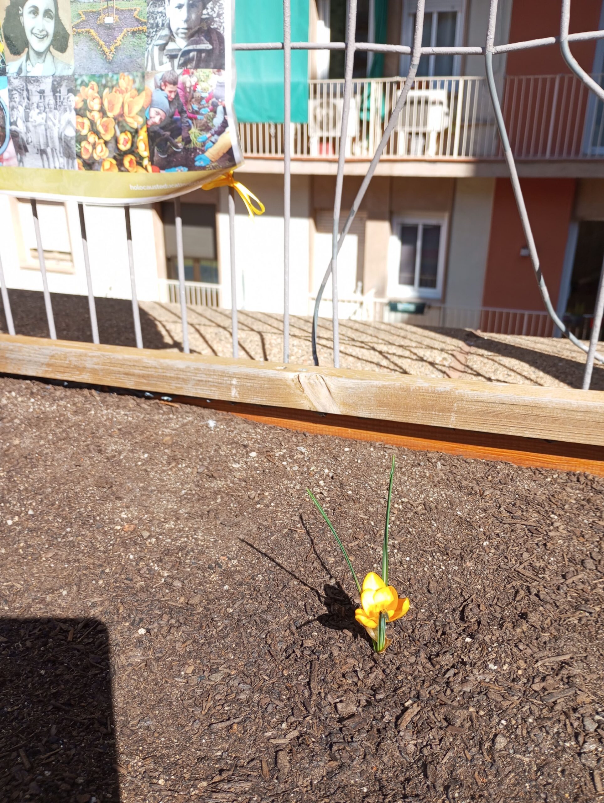 Projecte Crocus11_2023-2024