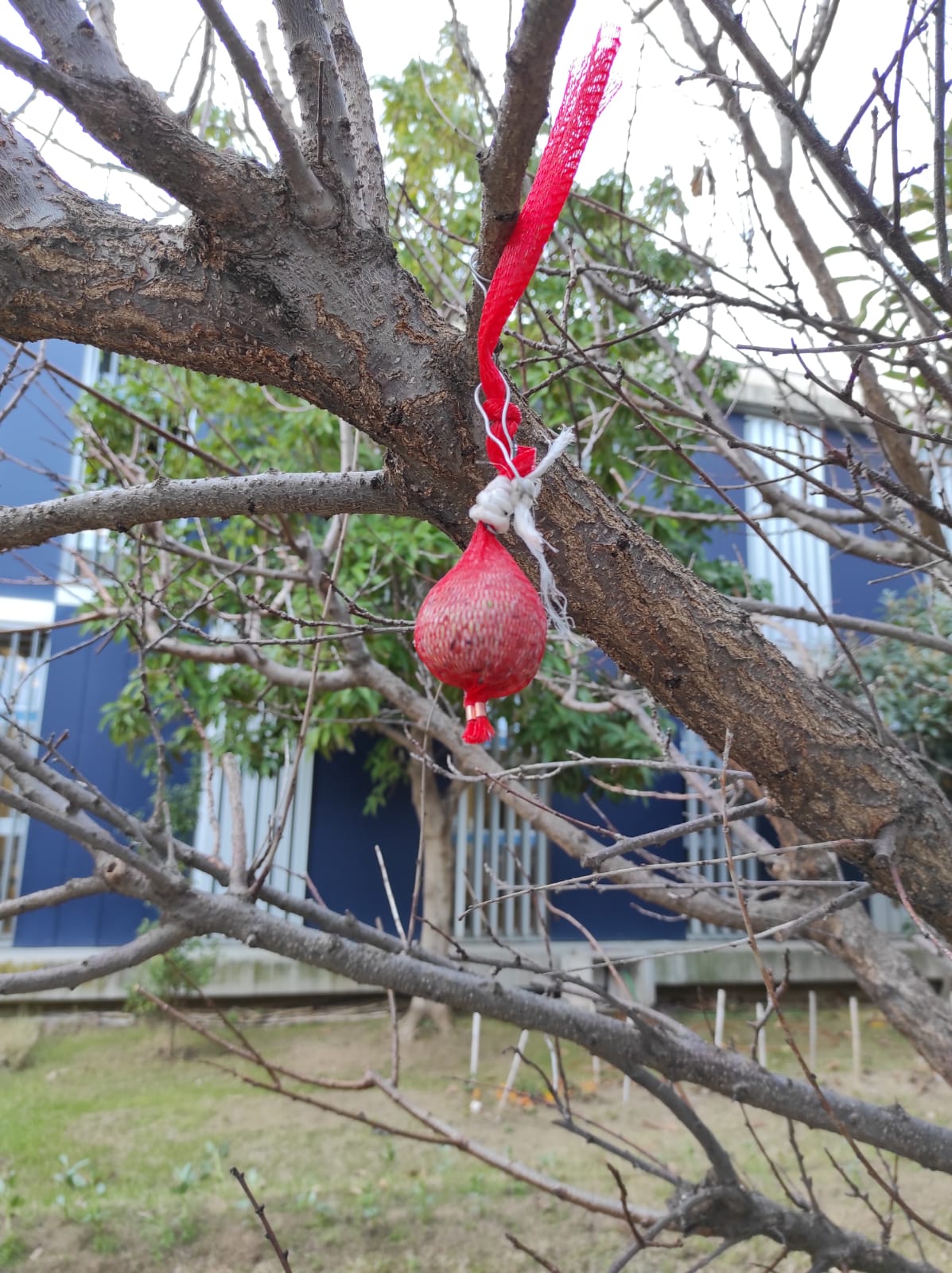 20-21 Menjar ocells 01