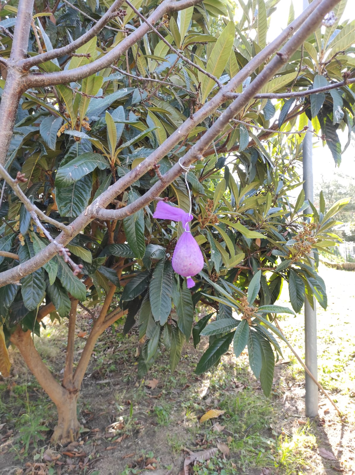 20-21 Menjar ocells 03