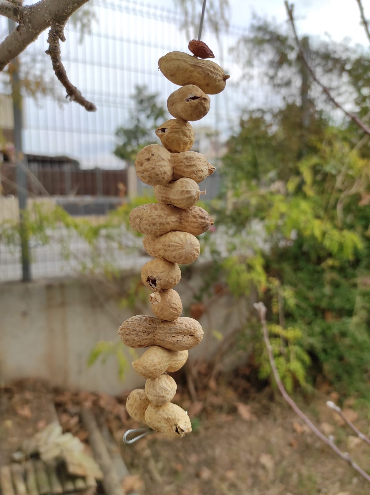 20-21 Menjar ocells 10