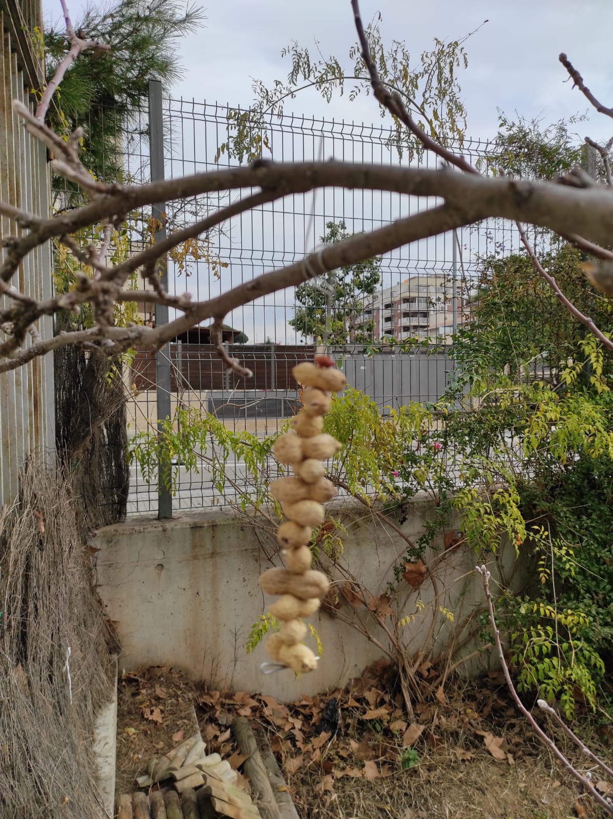 20-21 Menjar ocells 11