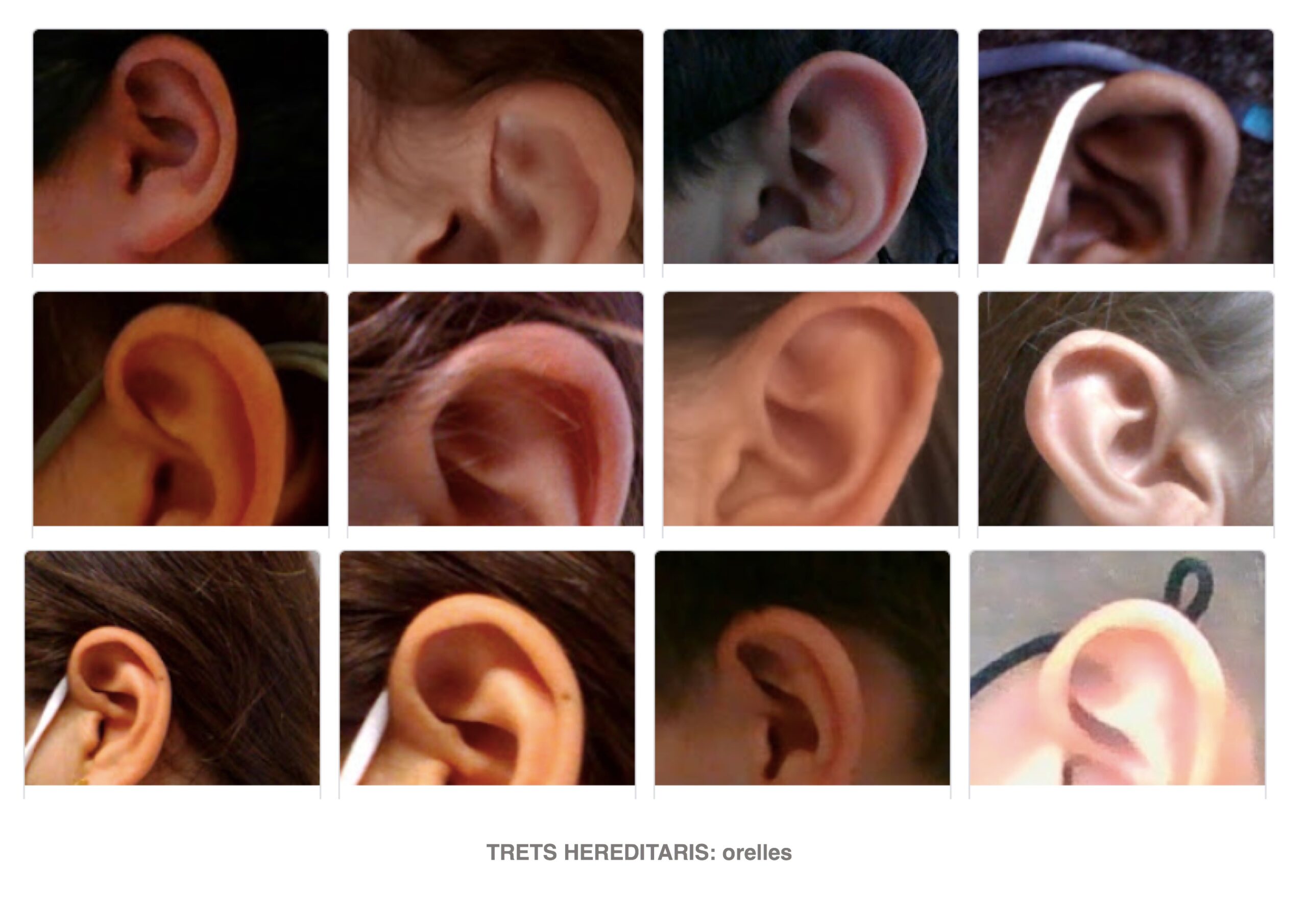 Identitat biològica: les nostres orelles