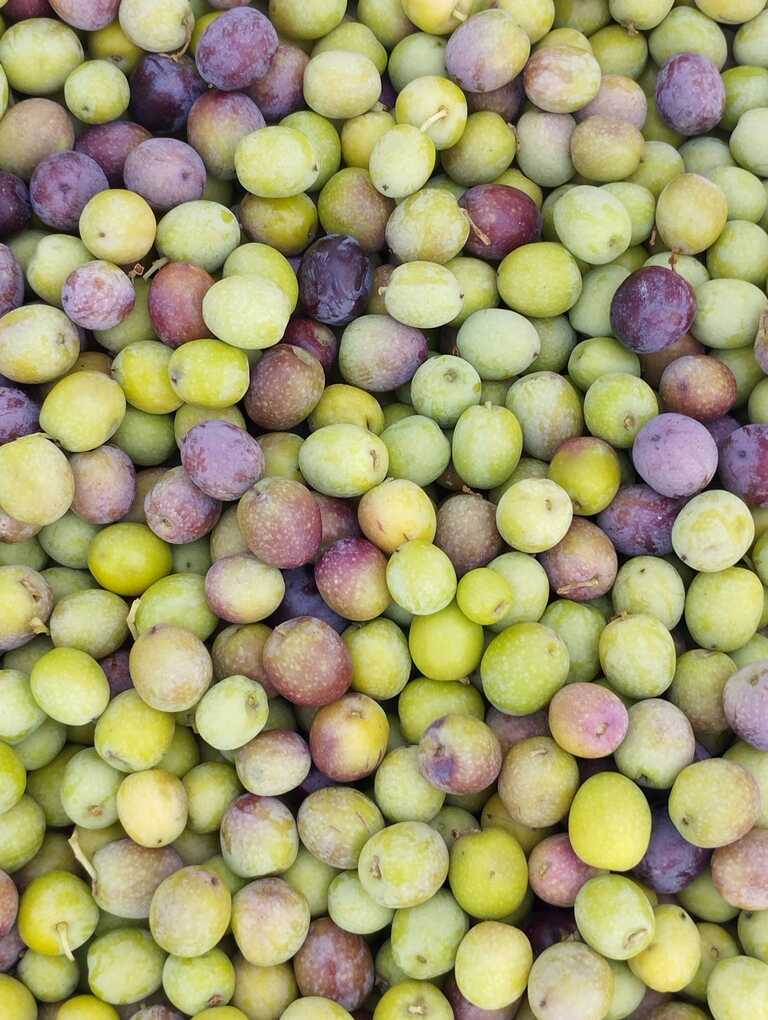 Imatge de WhatsApp 2025-11-18 a les 16.59.25_4a2d6262