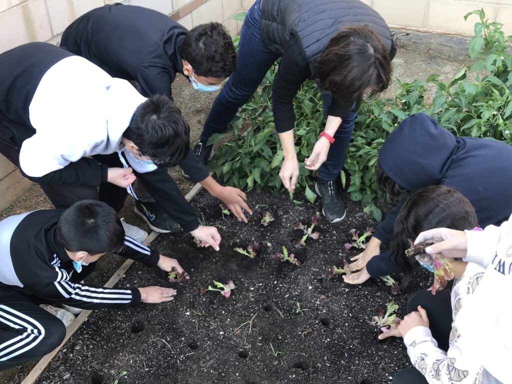 Alumnes de 1rESO planten cebes i enciams a l'hort de l'institut