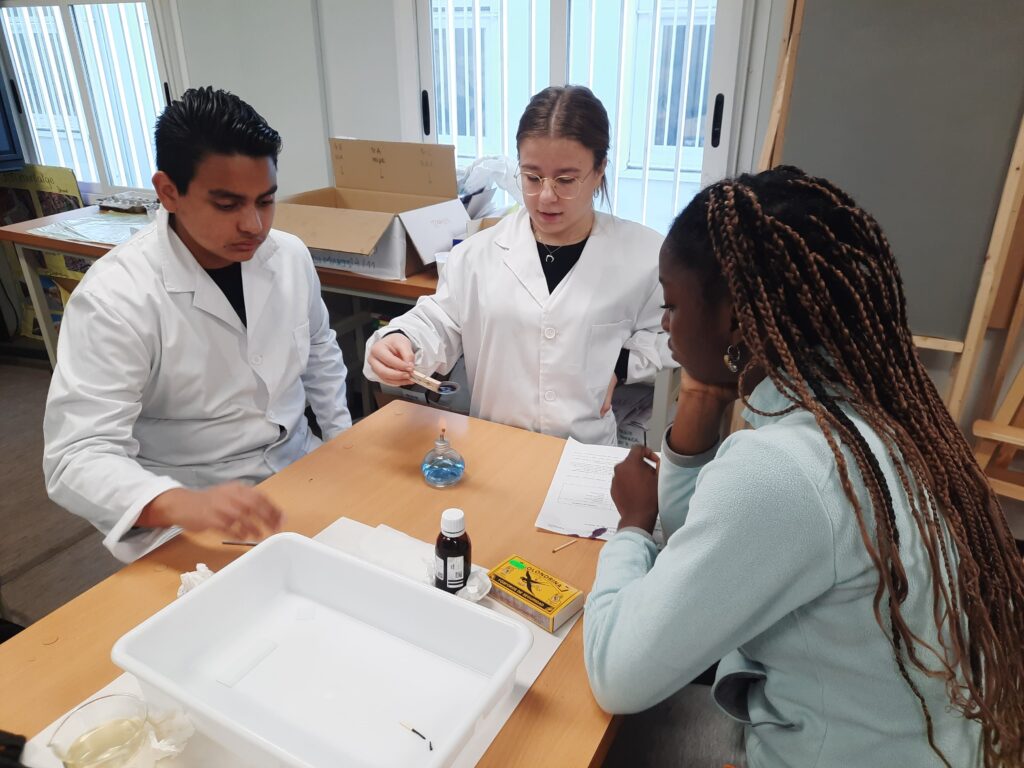 Alumnat de 4t d'ESO a l'optativa de Biologia preparen les mostres de ceba per observar la mitosi de les cèl·lules.