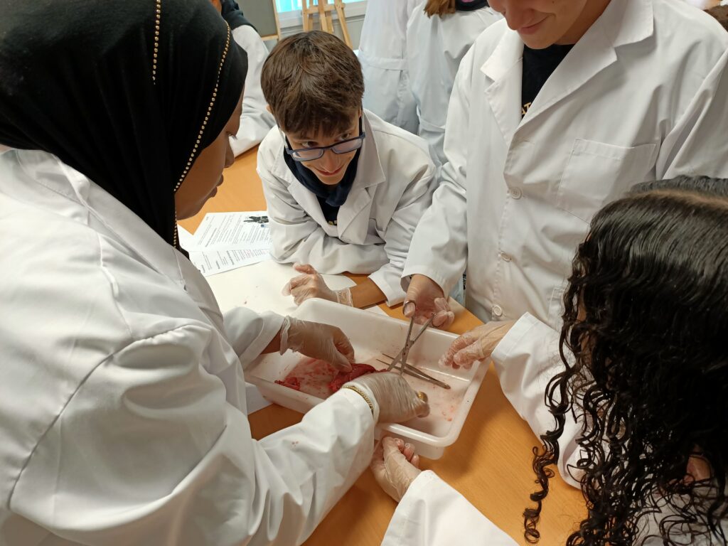 Alumnes de 3r ESO al laboratori fent la dissecció d'un cor de xai.
