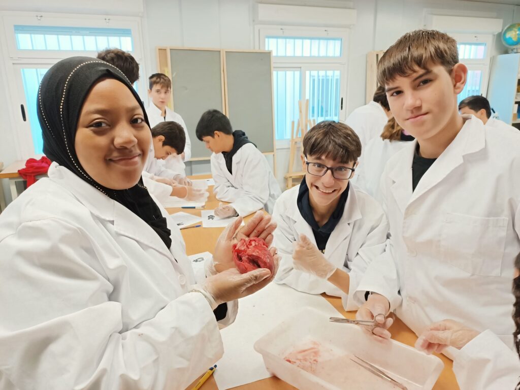 Alumnes de 3r ESO al laboratori fent la dissecció d'un cor de xai.