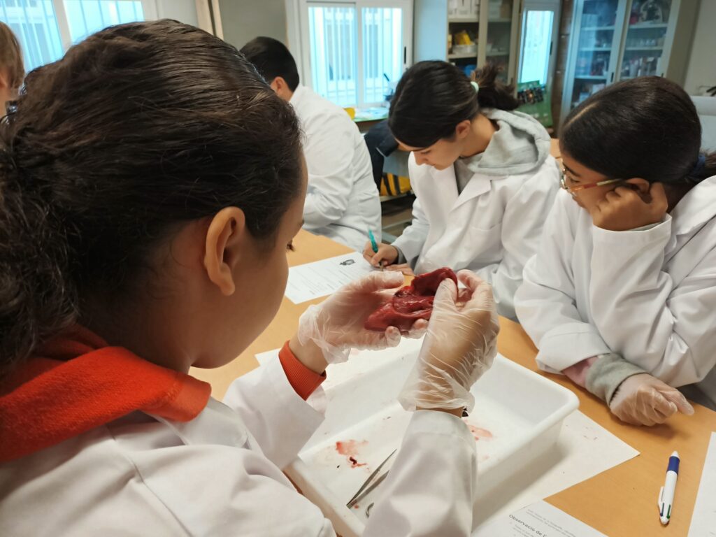 Alumnes de 3r ESO al laboratori fent la dissecció d'un cor de xai.
