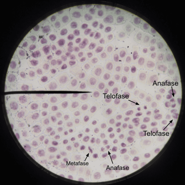 Imatge del microscopi on s'observa la mitosi de les cèl·lules de la ceba.