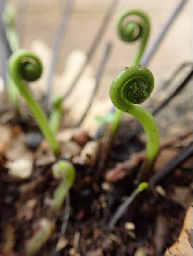 Natura en espiral (Montse Dalmau, Cat. E)