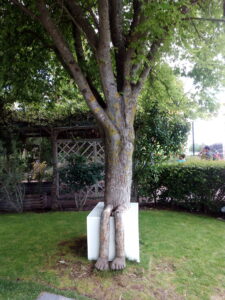 quantes-plantes-hi-ha