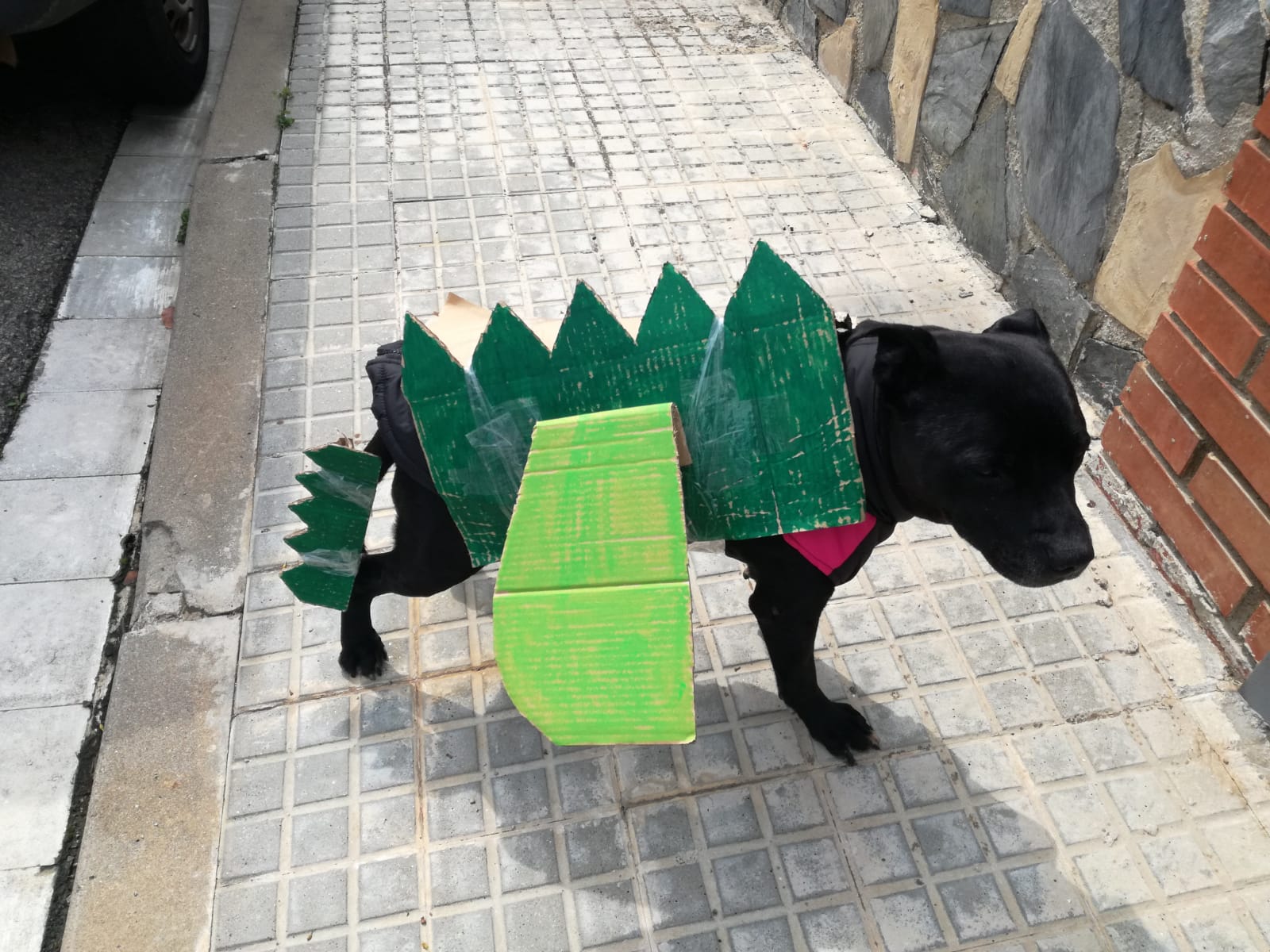 El gos de l'Ares de P4 disfressat de drac