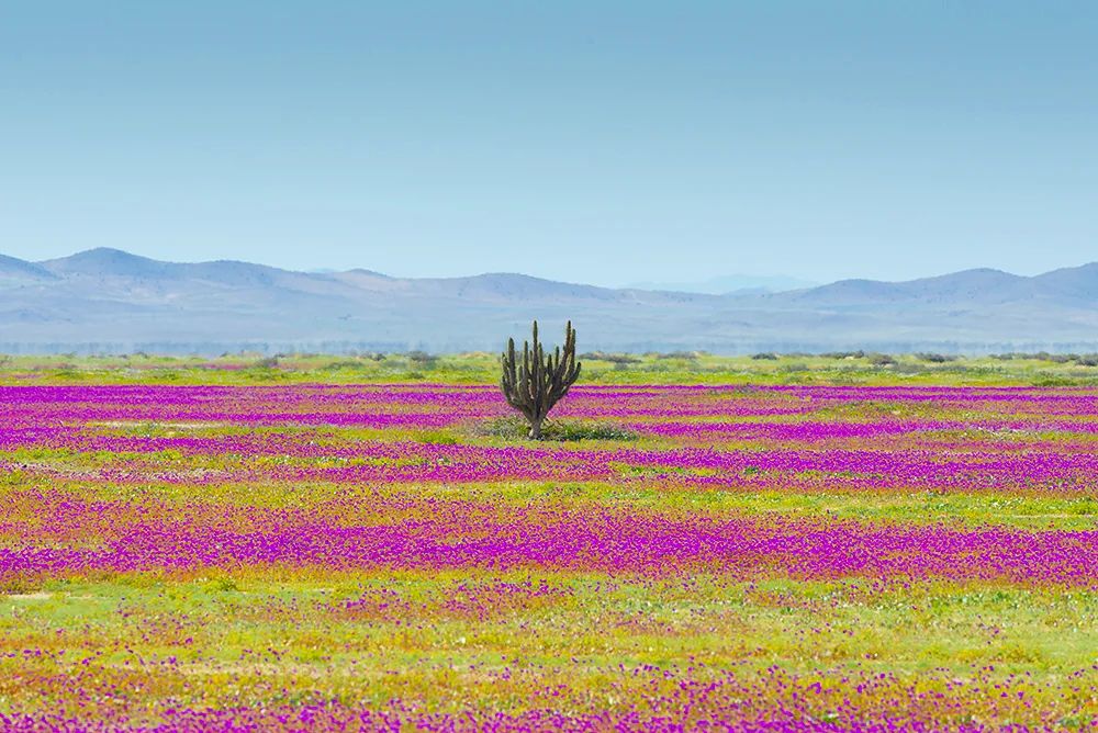 Chile-Atacama-parque-nacional