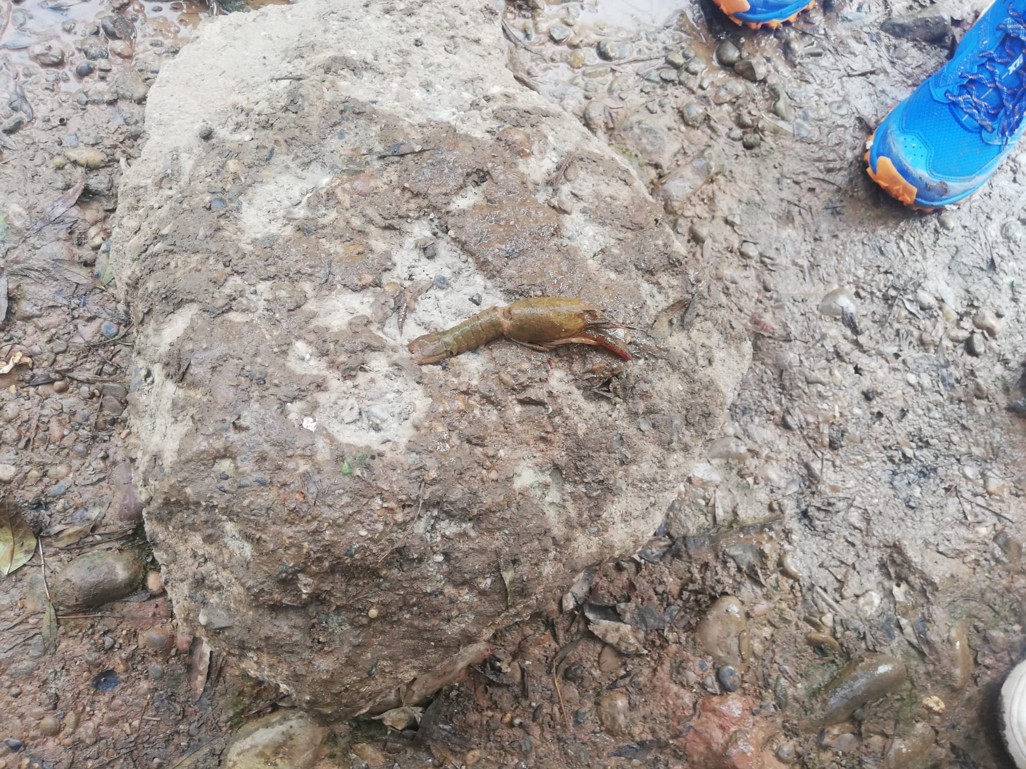 Inspecció tardor Projecte Rius 24-25