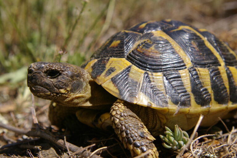 Tortuga