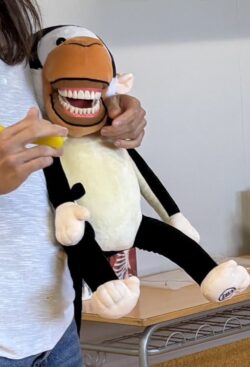 2n, 3r i 4t hem estat aprenent coses de l'aparell digestiu i ens ha semblat interessant que ens pogués fer una visita una dentista, per explicar-nos la importància que tenen les dents i la seva cura pel bon funcionament de l'aparell digestiu. Va venir la Laura, mare de dos infants de l'escola i ens va explicar un munt de coses que no sabíem, a part de fer-nos fer una petita activitat per saber com teníem de netes les nostres dents. Us deixem un recull fotogràfic per si les voleu veure i que els vostres fills i filles us puguin explicar l'experiència.