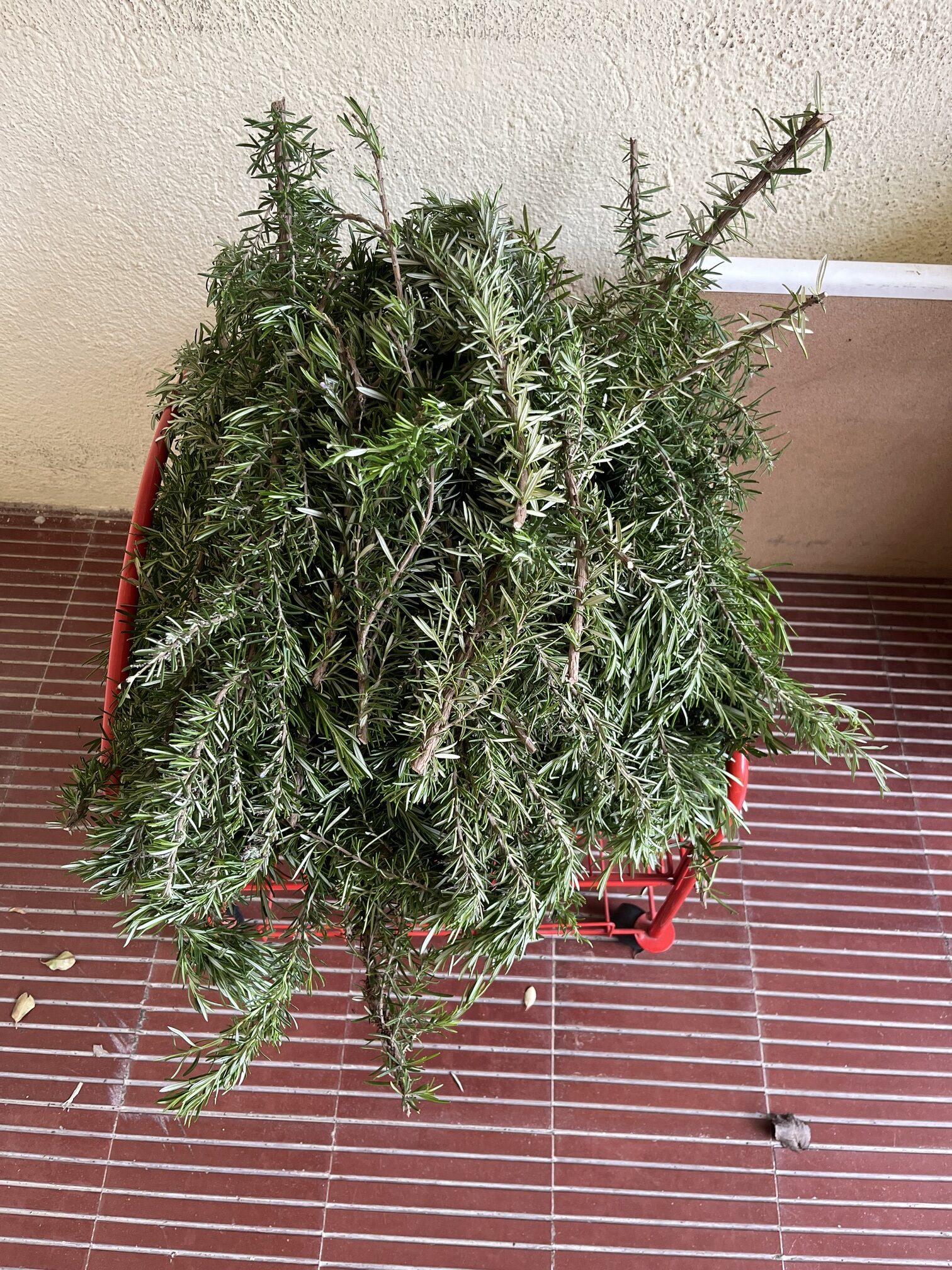 collita romer 3-4-2025